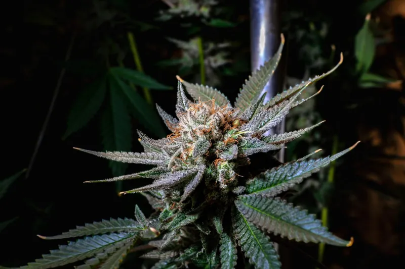 Why 'Pure' CBD Might Actually Be Holding You Back